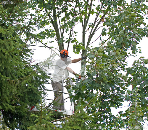 Image of Tree cutting 1 