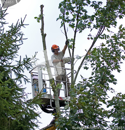 Image of Tree cutting 2 