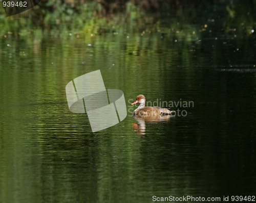 Image of Red-crested Pochard 1