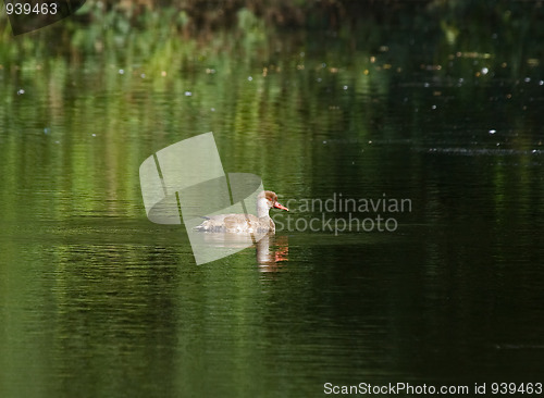 Image of Red-crested Pochard 2