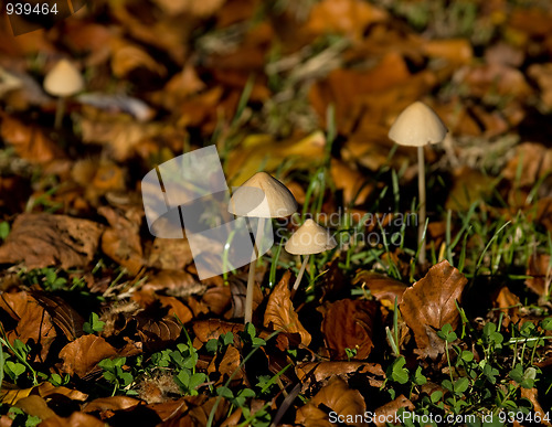 Image of Toadstools in early morning sun