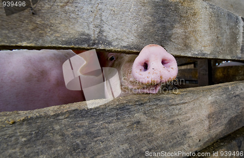 Image of close-up of a pig snout