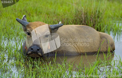 Image of young water buffalo out in the nature