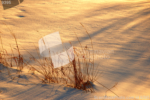 Image of Snow Desert