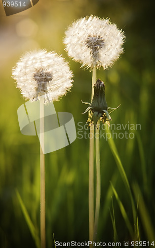 Image of Dandelions 