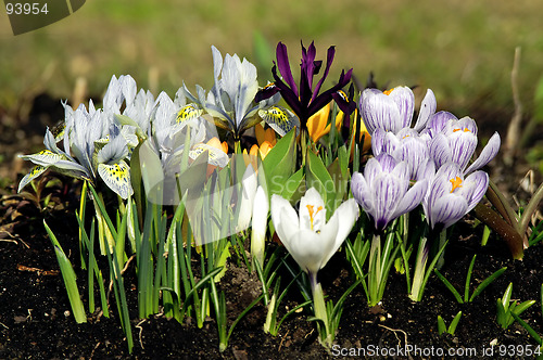 Image of flowers