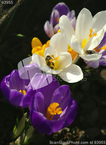 Image of spring flower