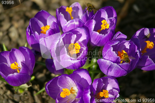 Image of spring flowers