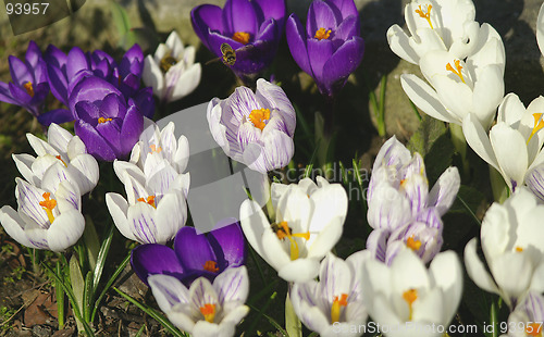 Image of crocuses