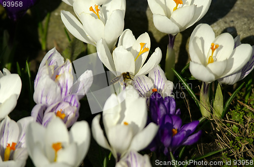 Image of crocuses