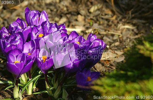 Image of flowers