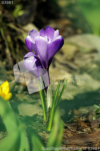 Image of spring flower