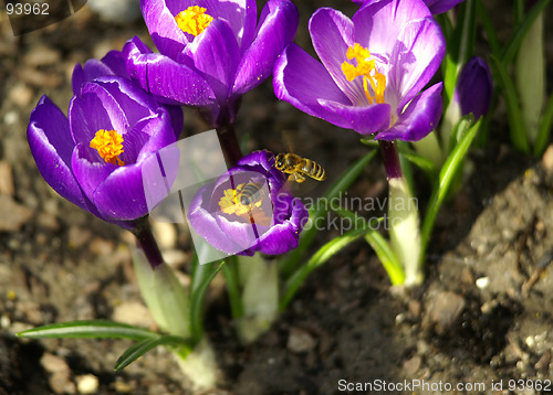 Image of spring flower