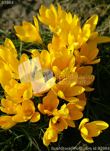 Image of Yellow crocuses