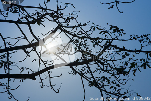 Image of Silhouette of a willow tree with the sun behind the tree 