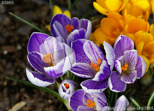 Image of Spring flower