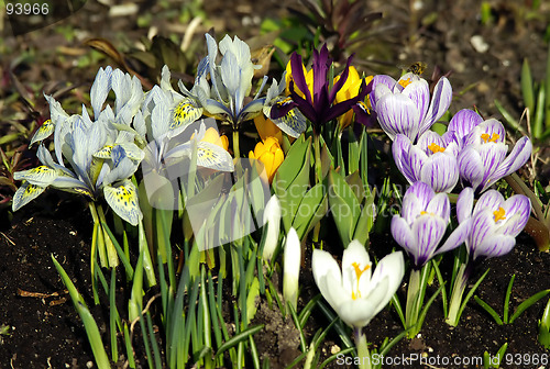 Image of spring flowers