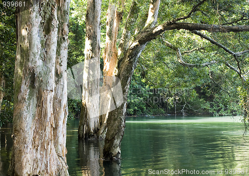 Image of tree in water in forest