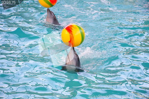 Image of Dolphins with balls