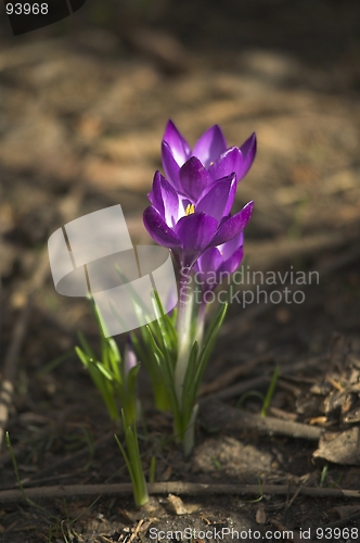 Image of Spring flower