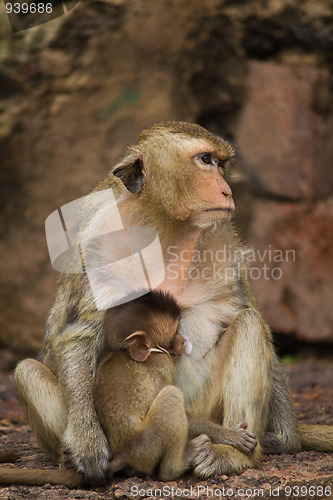 Image of Monkey in Lopburi of Thailand