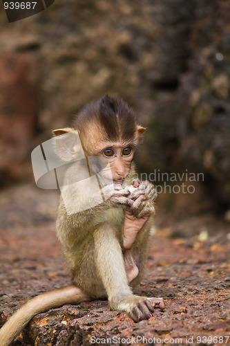 Image of Monkey in Lopburi of Thailand