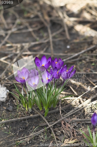 Image of spring flower