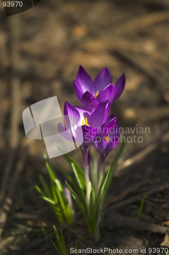 Image of crocus