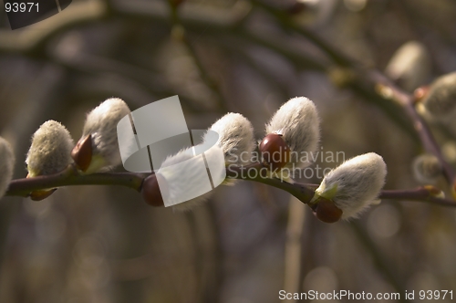 Image of spring plant