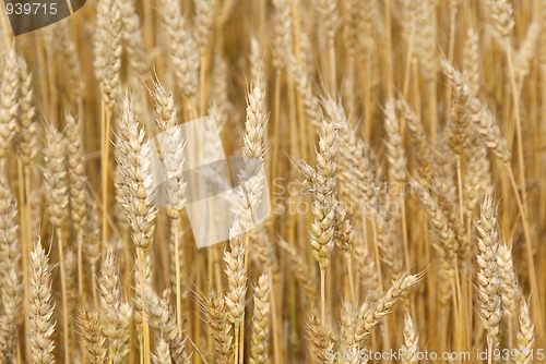 Image of Golden Wheat Field Close Up