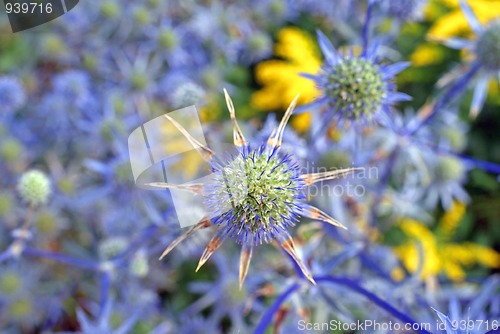 Image of Blue Sea Holly Background