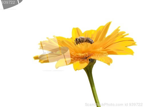 Image of bee