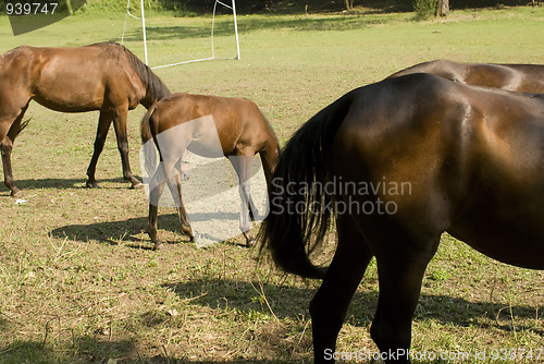 Image of horses