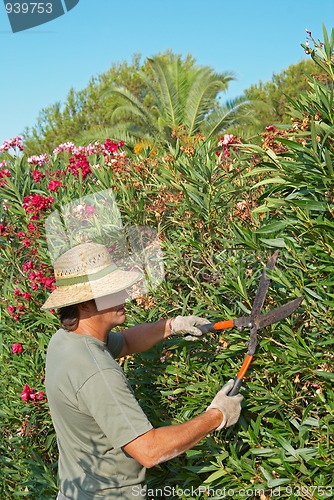 Image of Pruning a hedge