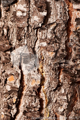 Image of Pine wood texture