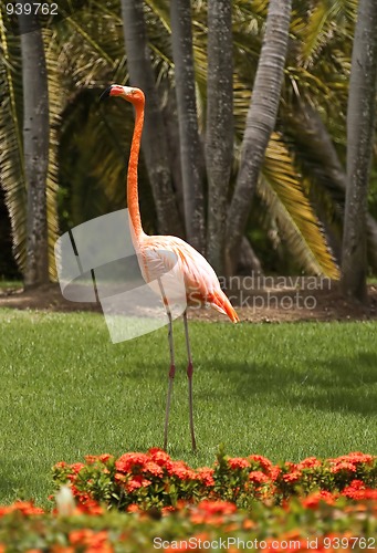 Image of Pink flamingo.