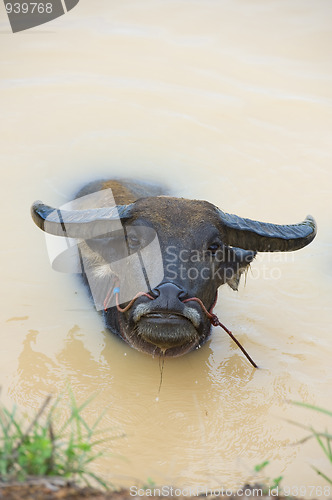 Image of water buffalo bathing