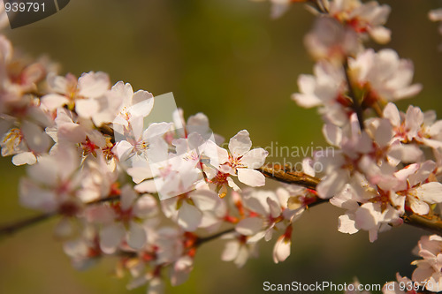 Image of apple tree blossom