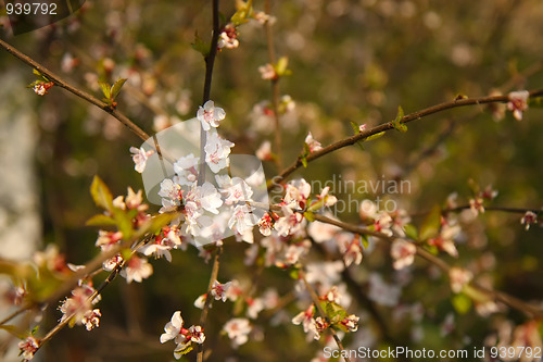 Image of apple tree blossoms