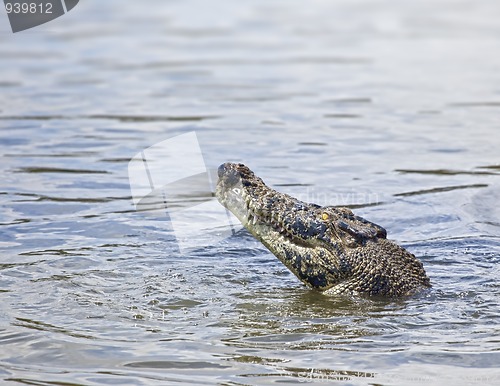 Image of crocodile