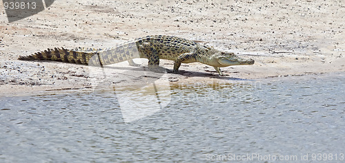 Image of crocodile