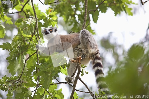 Image of Lemur