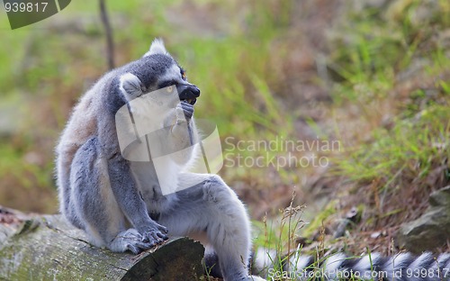 Image of Lemur