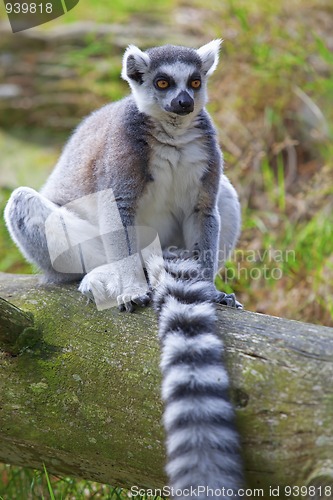 Image of Lemur