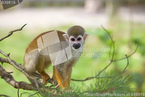 Image of Common squirrel monkey