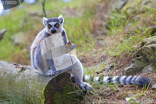 Image of Lemur