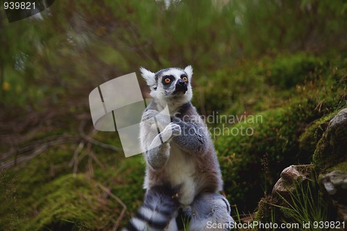Image of Lemur