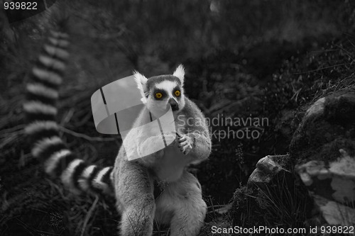 Image of Lemur