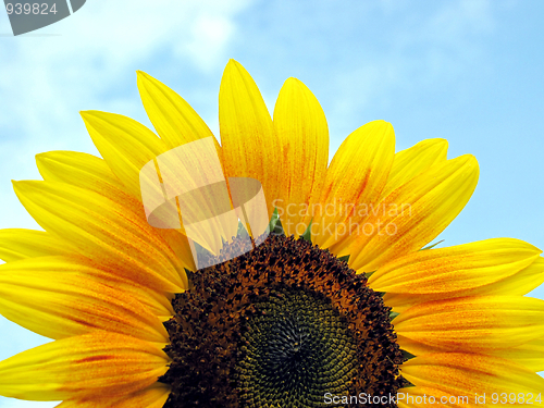 Image of sunflower