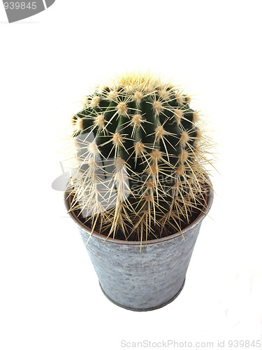 Image of Cactus in a pot